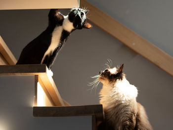 Close-up of a cat looking away