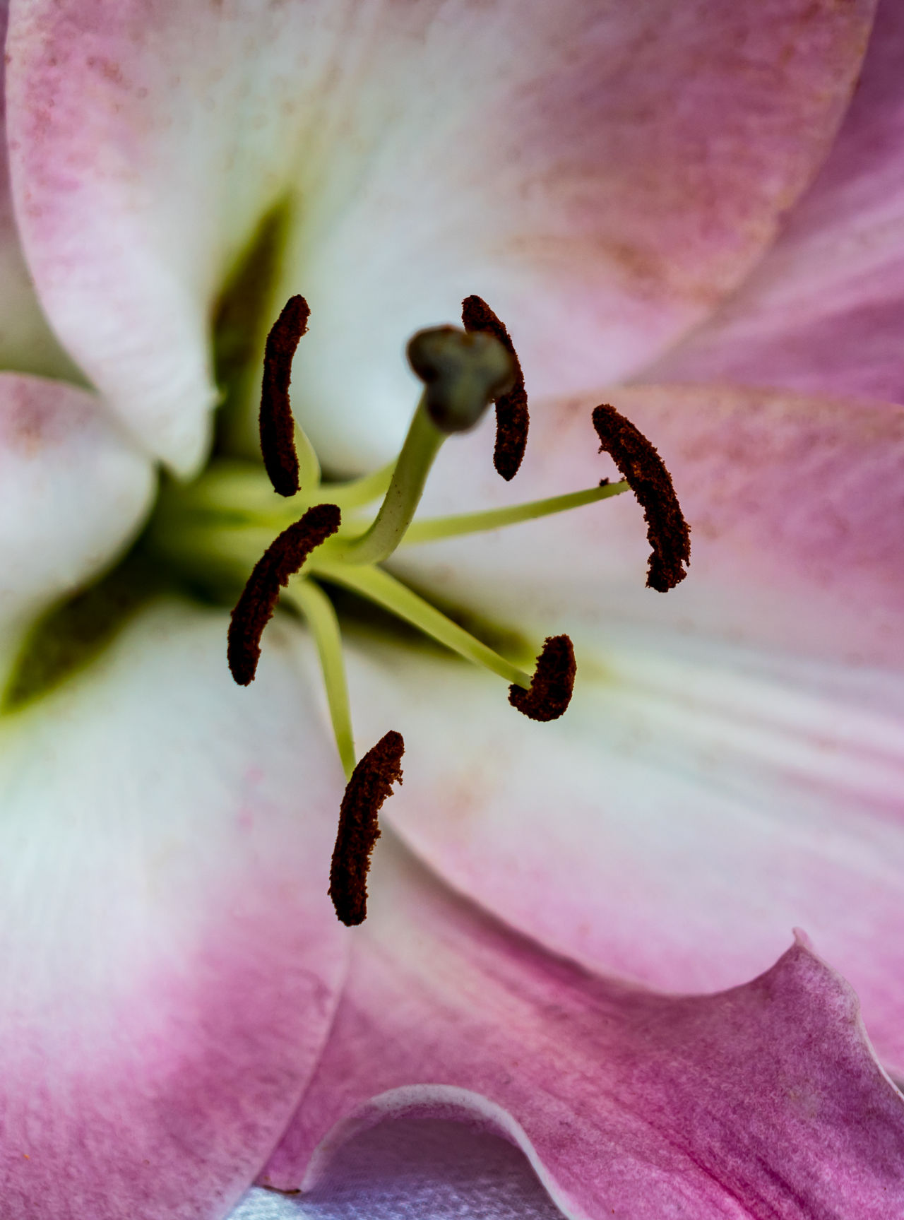 #flowerstamen