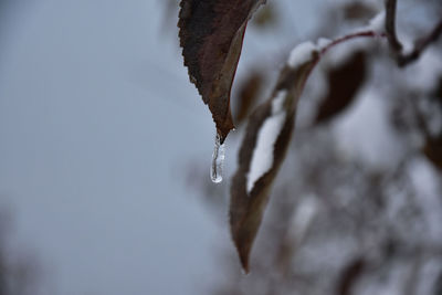 Close-up of frozen plant