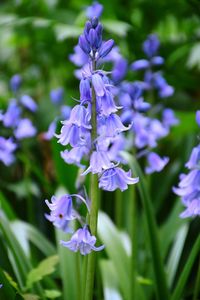 Close-up of purple flowering plants