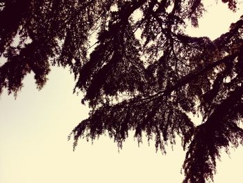 Low angle view of trees against sky