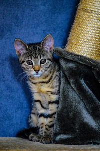 Portrait of tabby cat