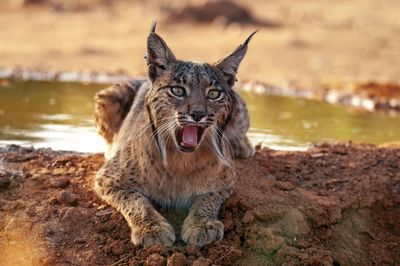 Iberian lynx, lynx pardinus, wild cat endemic to iberian peninsula in castilla la mancha, spain.