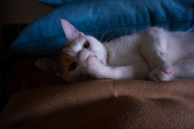 Portrait of cat relaxing on bed at home