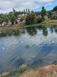 View of birds swimming in lake