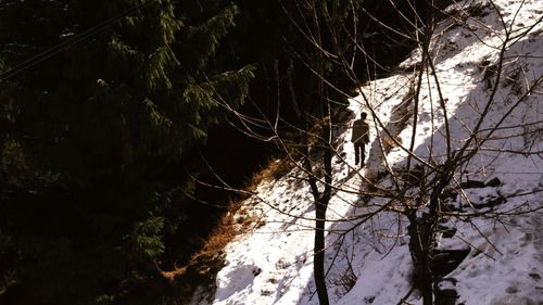 Low angle view of trees in forest