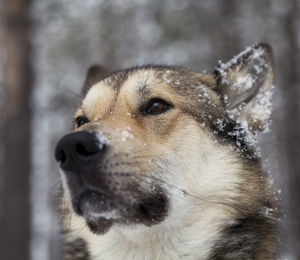 Close-up of dog