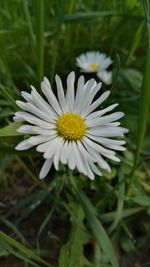 Close-up of white flower blooming outdoors