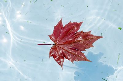 High angle view of maple leaf floating on lake