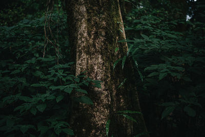 Close-up of bamboo trees in forest