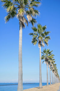 palm tree