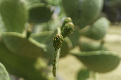 Close-up of plant