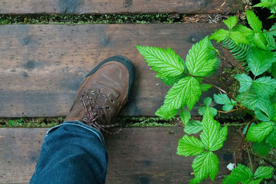 Low section of person with leaves