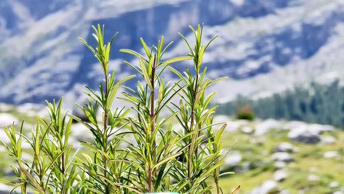 Close-up of plant growing on field