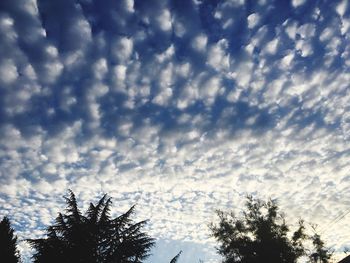 Low angle view of silhouette trees against sky