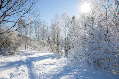 Trees on snow covered landscape