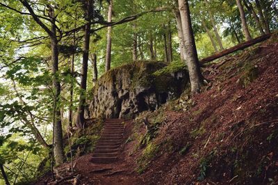 Low angle view of trees in forest