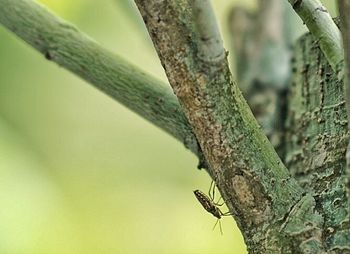 Close-up of tree trunk