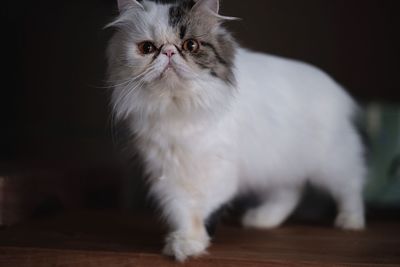 Portrait of cat sitting on table