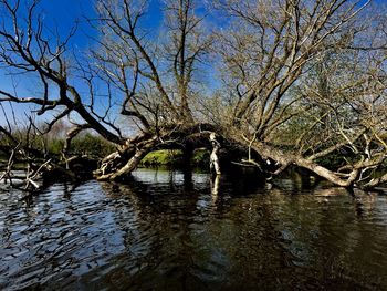 Bare trees by river against sky