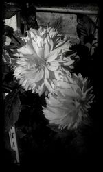 Close-up of white flowers blooming outdoors