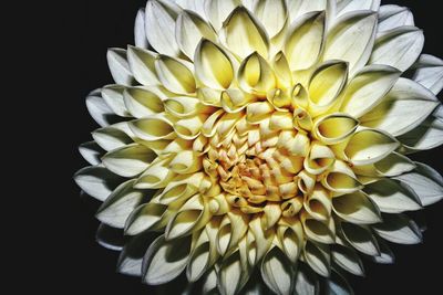 Close-up of yellow dahlia blooming against black background