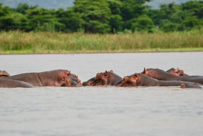 Horses in a lake