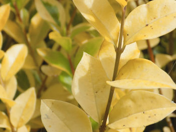 Close-up of flower growing on tree