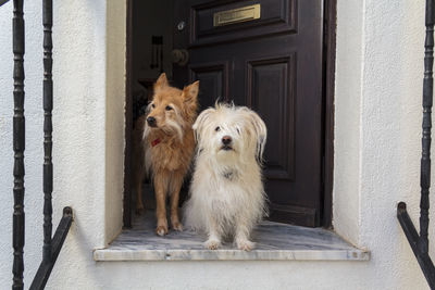 Two dogs at the doorstep