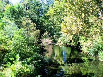 Plants and trees in forest