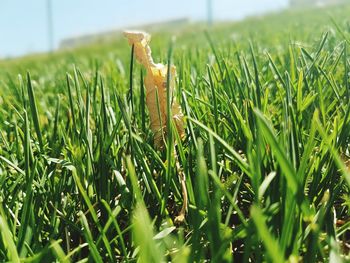 Close-up of wheat growing on field