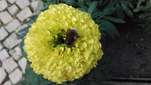 Close-up of yellow flower blooming outdoors