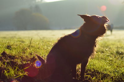 Dog on grassy field