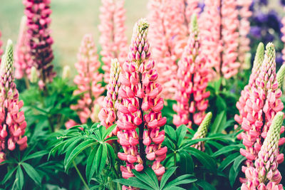 Summer background with blooming bright pink lupine flowers. beautiful nature scene. moody bold color