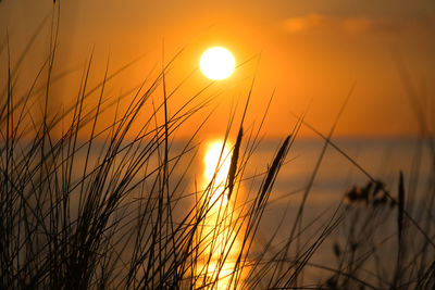 Close-up of stalks against sunset