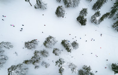 Drone aerial scenery of mountain snowy forest and people playing in snow. wintertime season