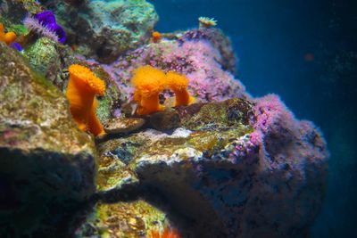 Close-up of fish underwater