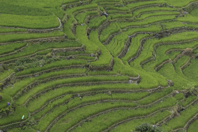 Scenic view of rice paddy