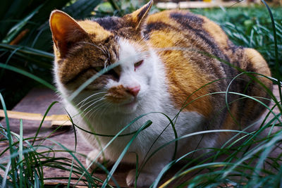 Close-up of a cat