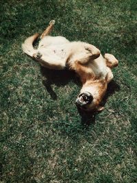 High angle view of a dog on field