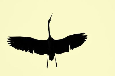 Low angle view of silhouette bird flying in sky