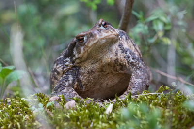 Close-up of a lizard on a field