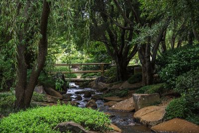 Trees growing in forest