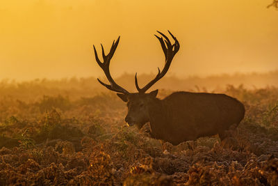 View of deer on field during sunset