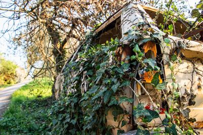 Low angle view of ivy growing on tree