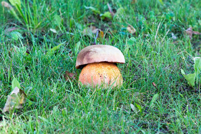 Close-up of mushroom growing on field