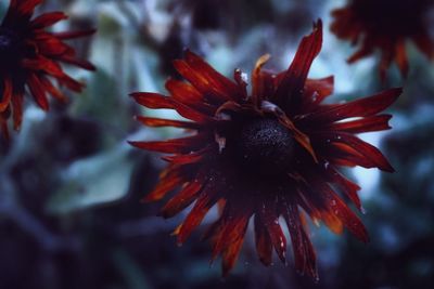 Close-up of red flower