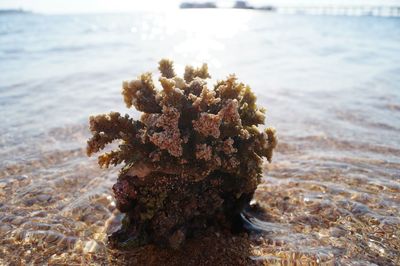 Close-up of sea shore at beach