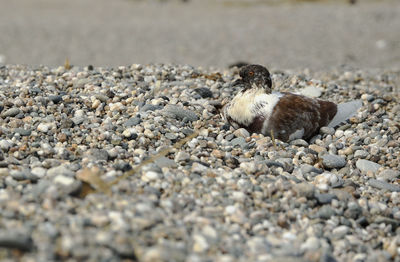 Close-up of bird on pebbles