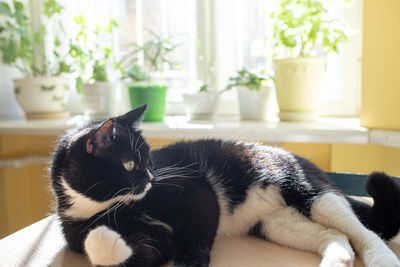 Black and white pet cat is basking in sun before sunlit blurred window with green house plants.